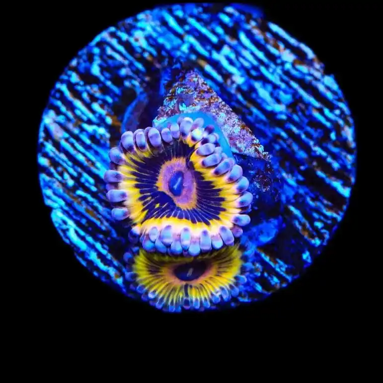 Stratocaster Zoanthids Coral - TSA Coral