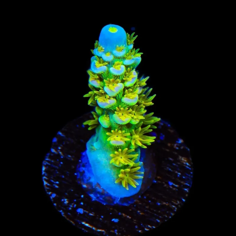Walt Disney Tenuis Acropora Coral - TSA Coral