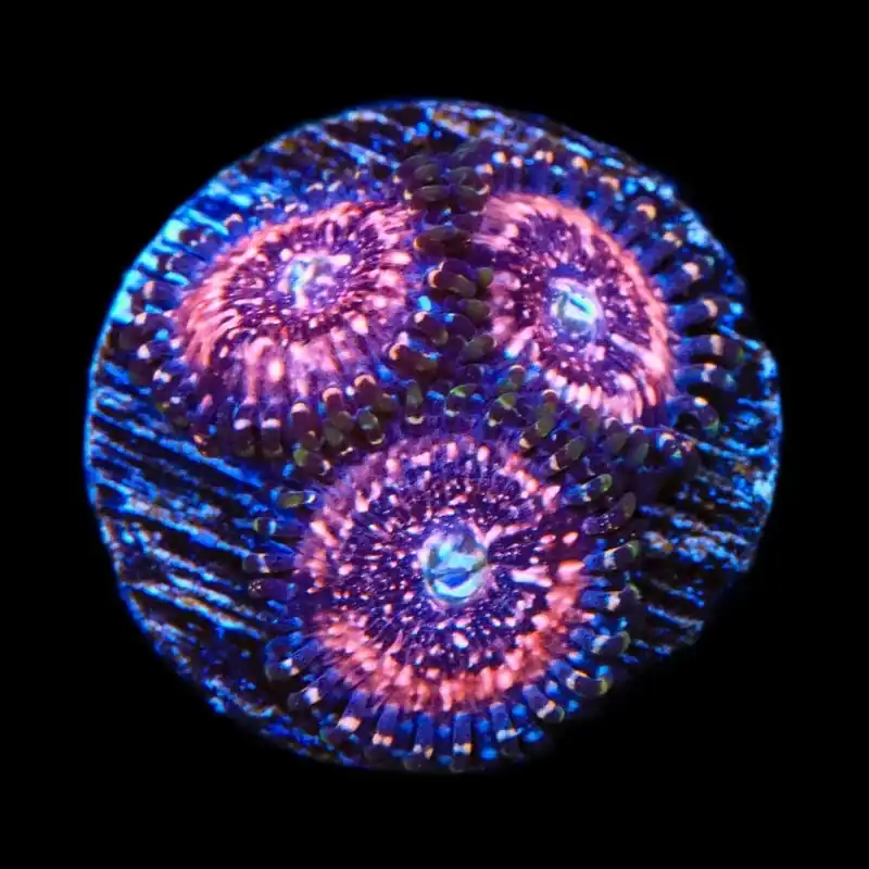 Pink Zipper Zoanthids Coral - TSA Coral