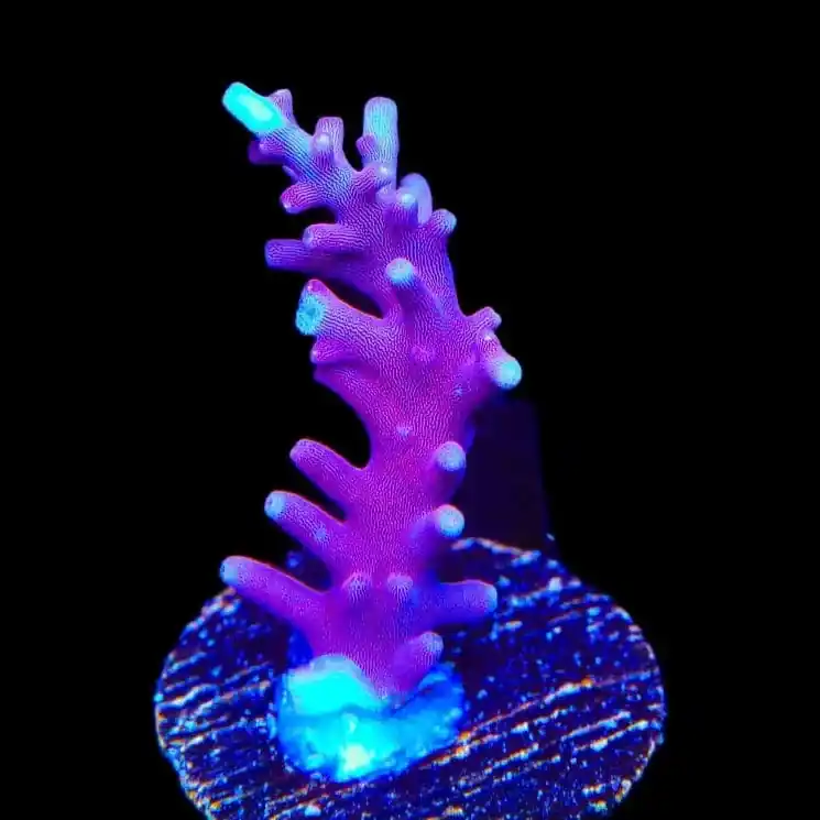 OG Red Dragon Acropora Coral - TSA Coral