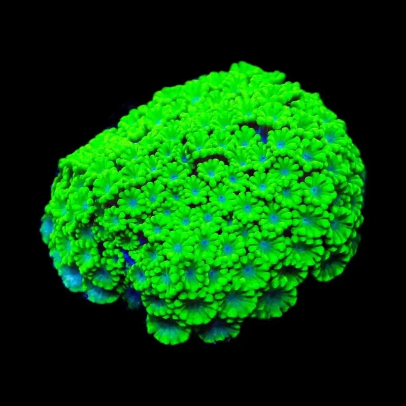 Spearmint Alveopora Coral - TSA Coral