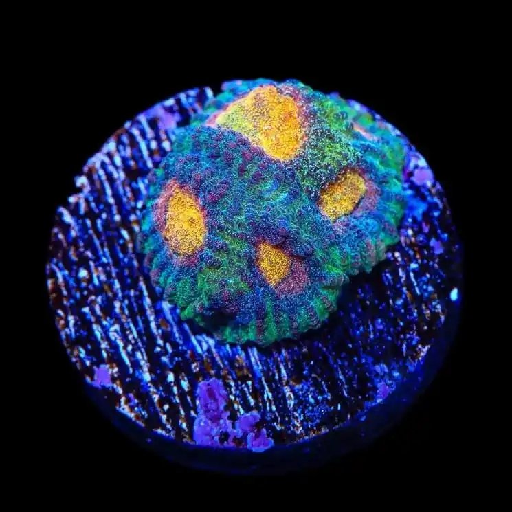 CB Angel Eye Favia Coral - TSA Coral