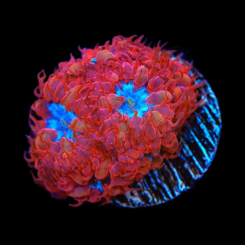 Blue Raven Merletti Blastomussa Coral - TSA Coral