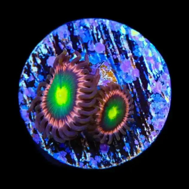 TSA Space Cadet Zoanthids Coral - TSA Coral