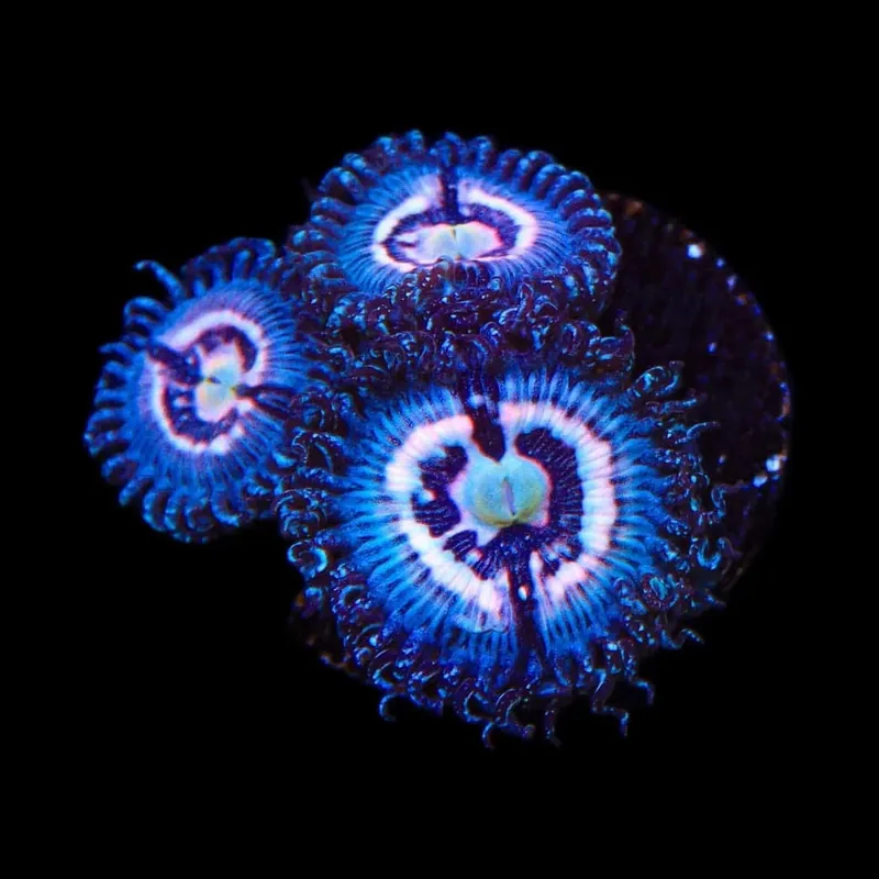 TSA Helter Skelter Zoanthids Coral - TSA Coral