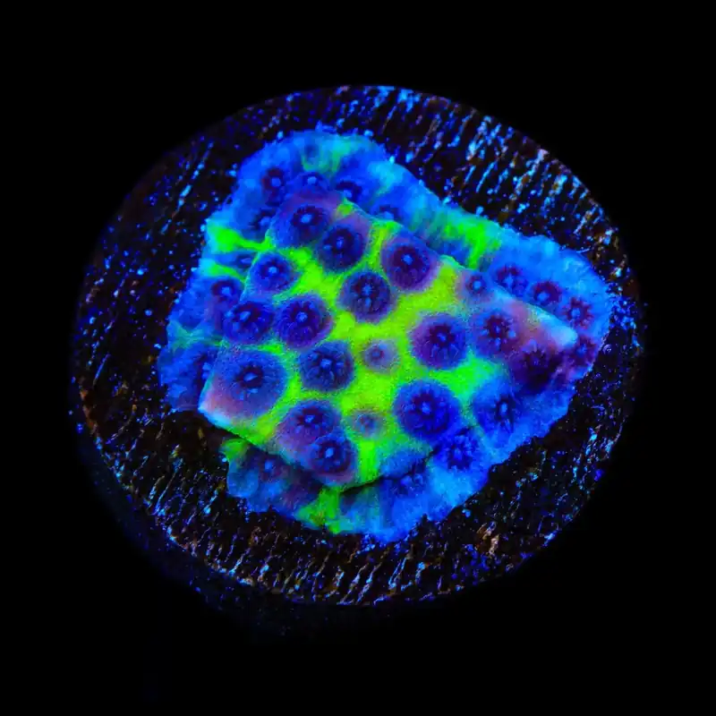 JF PPE Cyphastrea Coral - TSA Coral