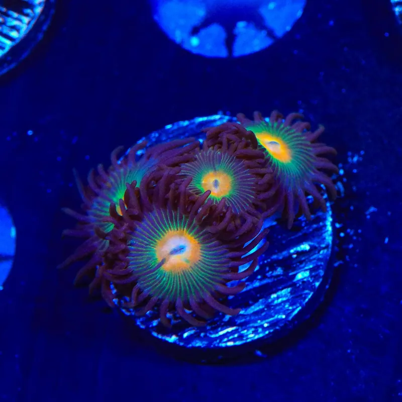 Gorilla Nipple Zoanthids Coral - TSA Coral