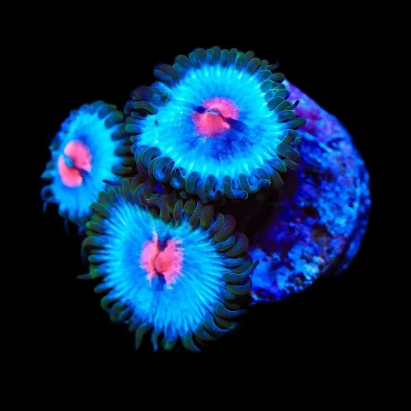 Miami Vice Zoanthids Coral - TSA Coral