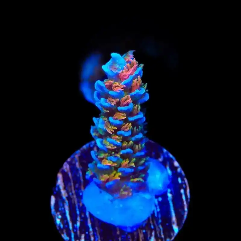 TSA Rainbow Fusion Acropora Coral - TSA Coral