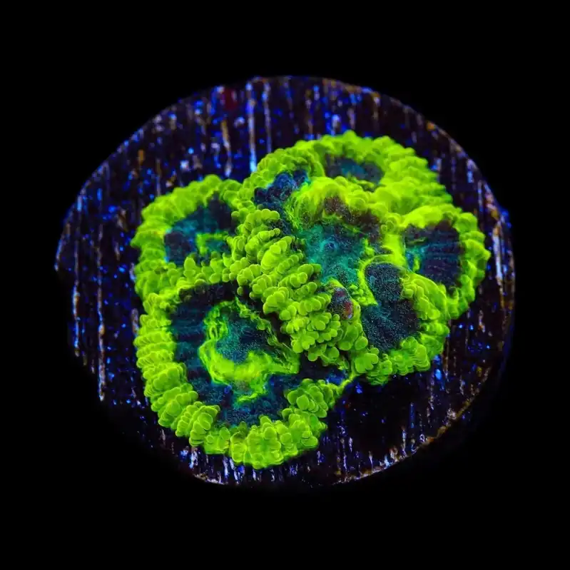 TSA Antivenom Favia Coral - TSA Coral