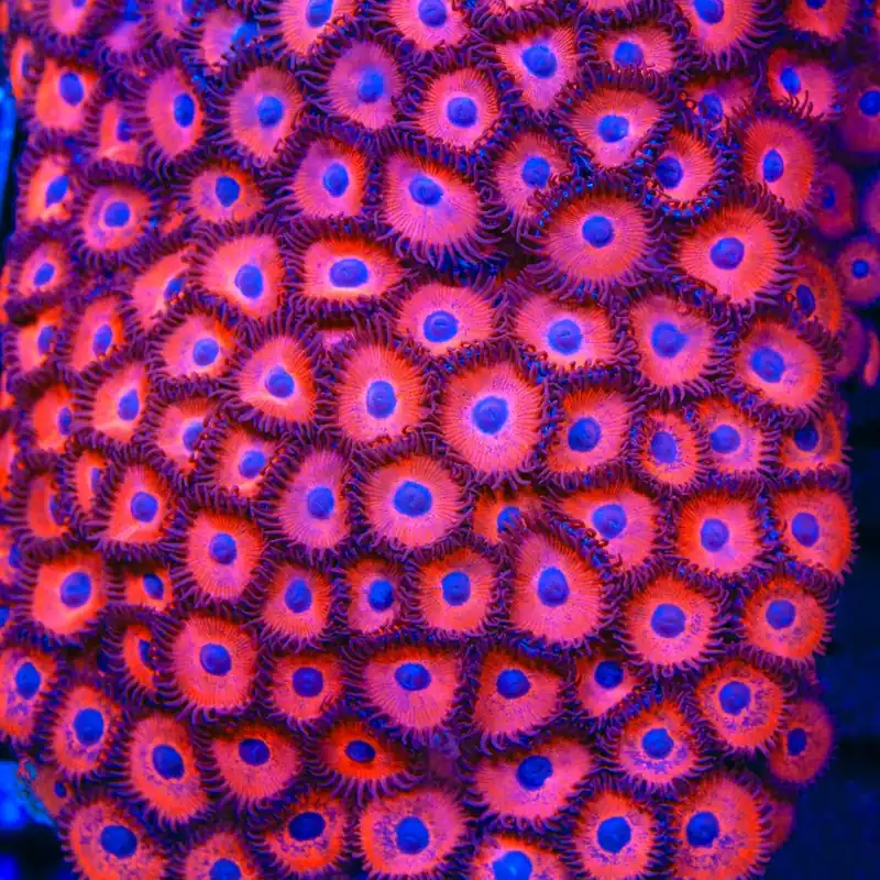Kedds Red Zoanthids Coral - TSA Coral