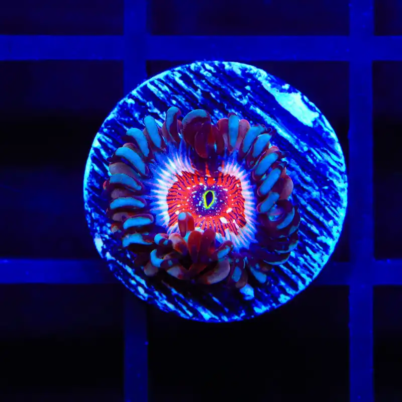 White Zombie Zoanthids Coral - TSA Coral