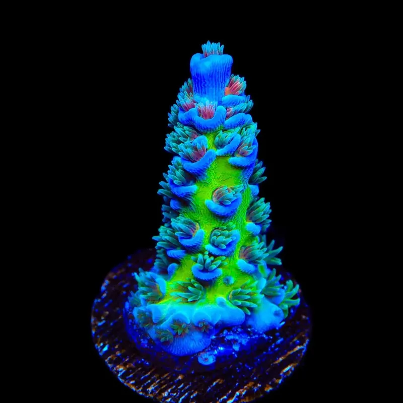 JF Jolt Acropora Coral - TSA Coral