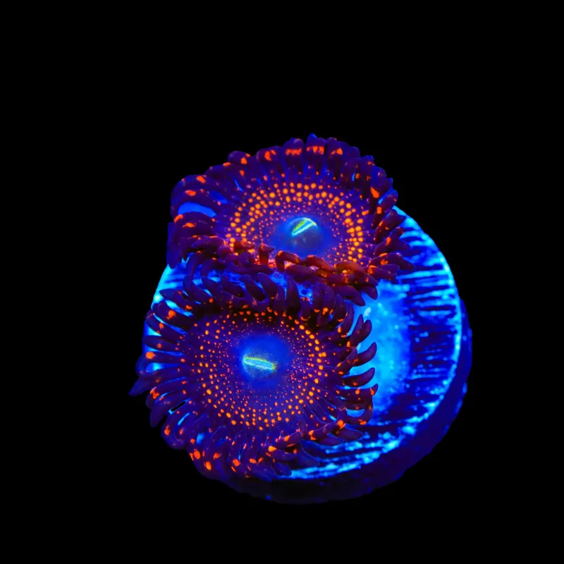 Illuminati Zoanthids Coral - TSA Coral