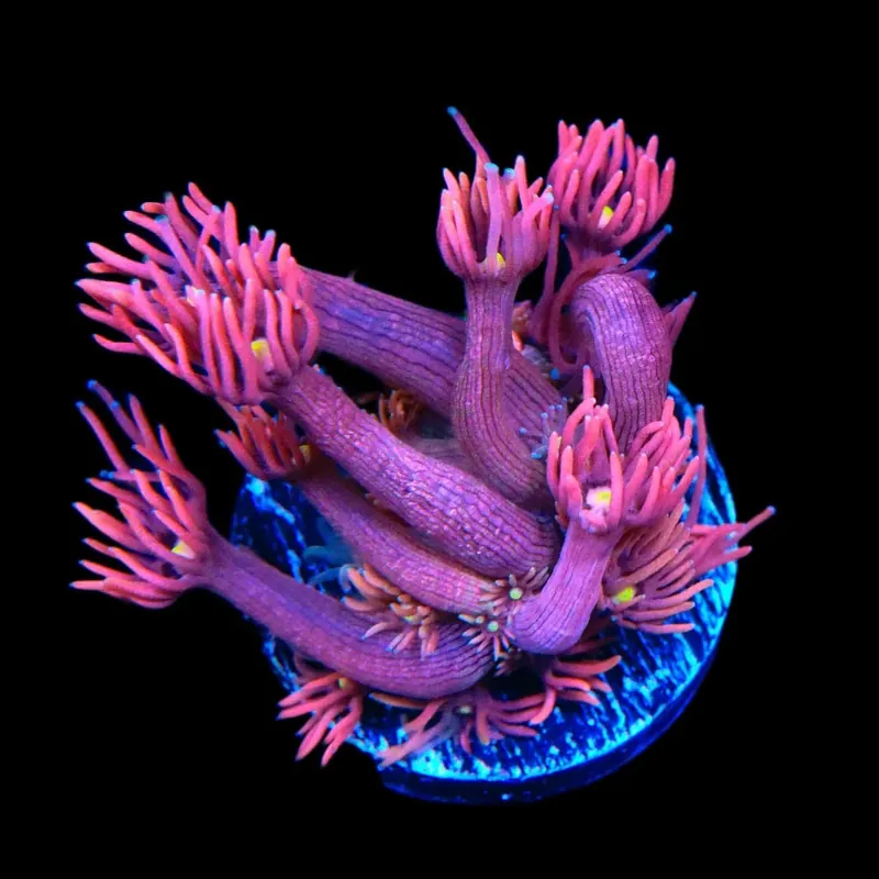 ACI Dragon Breath Goniopora Coral - TSA Coral