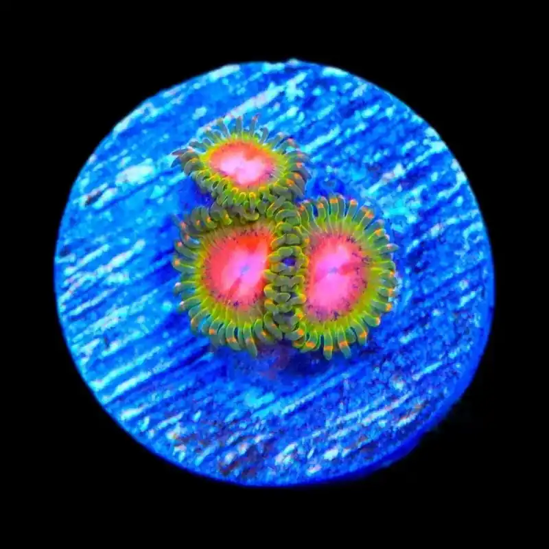 Awesome Blossom Zoanthids Coral - TSA Coral