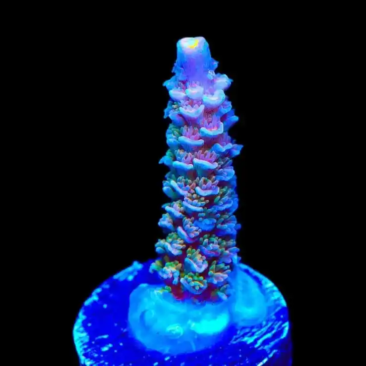 TSA Train Wreck Tenuis Acropora Coral - TSA Coral
