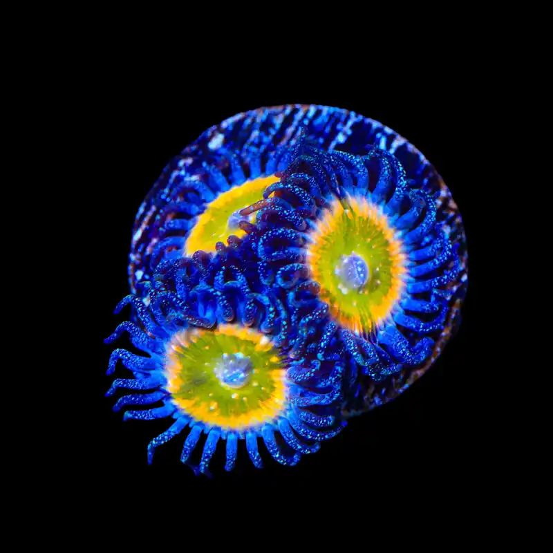 Rainbow Raptor Zoanthids Coral - TSA Coral