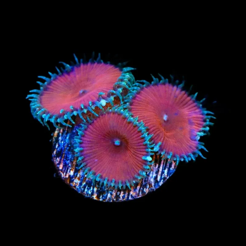 Red Death Palythoa Coral - TSA Coral