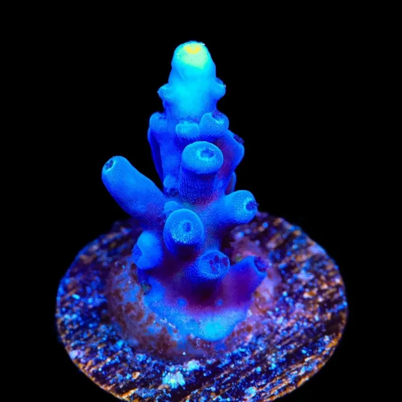 Jake Adams Immortal Tort Acropora Coral - TSA Coral