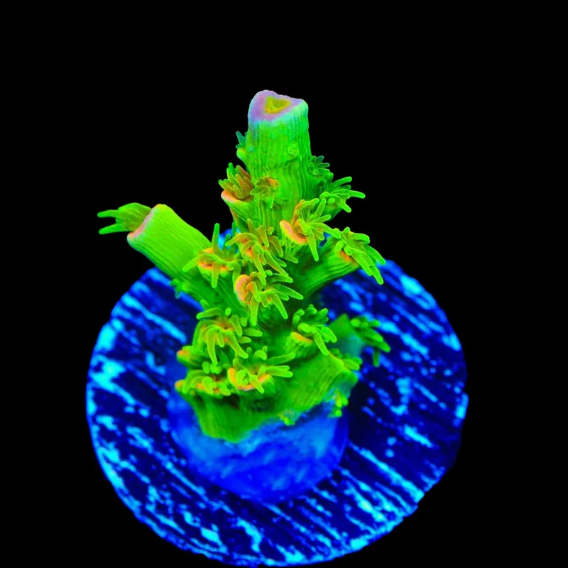 TSA Peter Pan Tenuis Acropora Coral - TSA Coral
