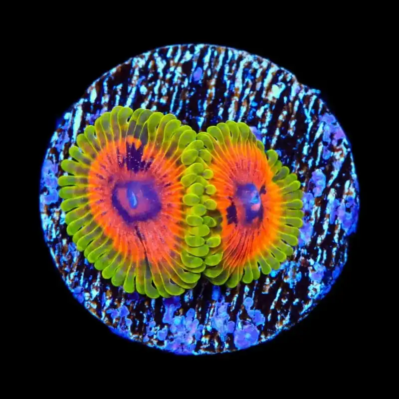 Hallucination Zoanthids Coral - TSA Coral