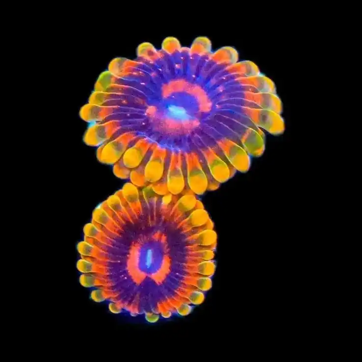 Mind Trick Zoanthids Coral - TSA Coral