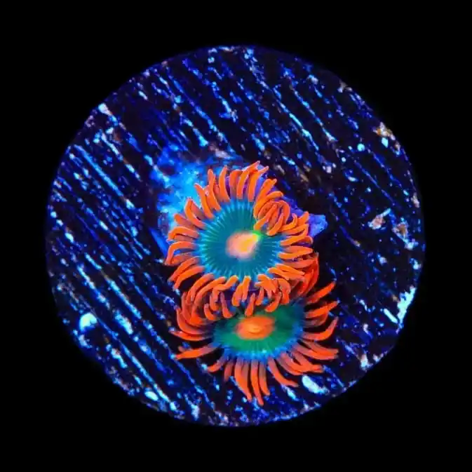 Electric Gatorade Zoanthids Coral - TSA Coral