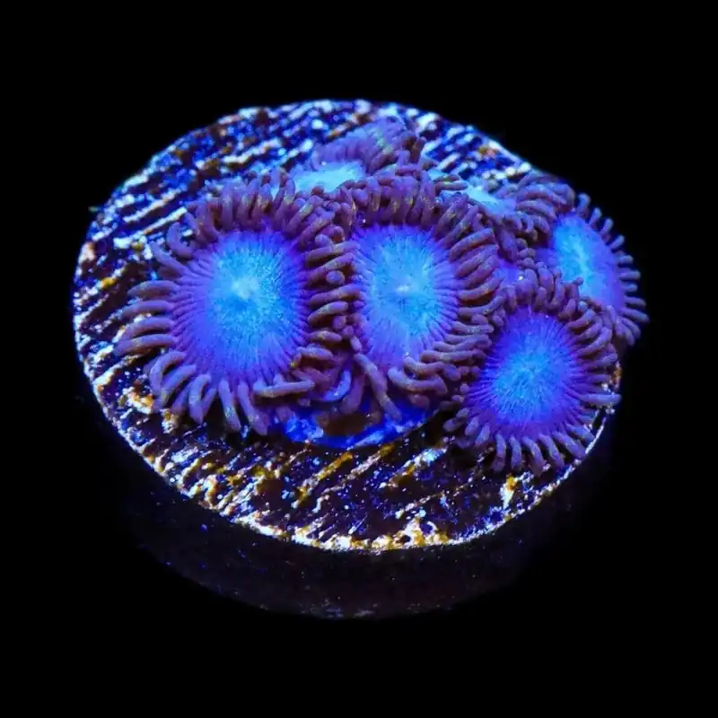 Tubbs Blue Zoanthids Coral - TSA Coral