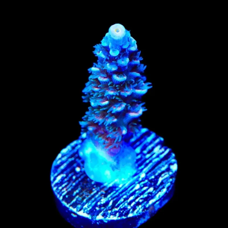 TSA Haymaker Tenuis Acropora Coral - TSA Coral