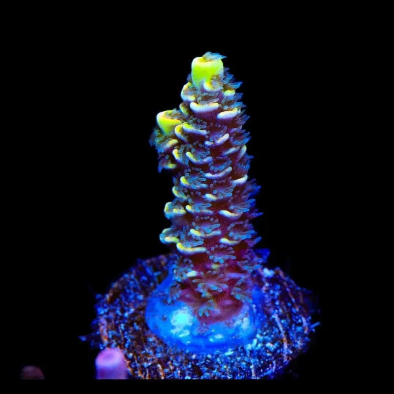BkChem Froot Loops Acropora Coral - TSA Coral
