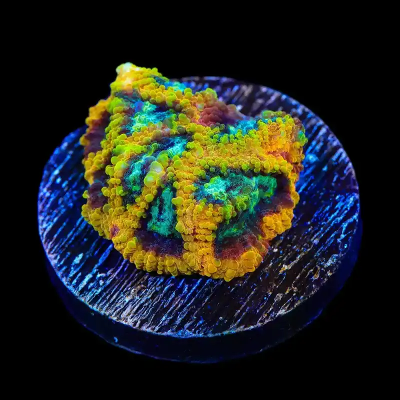 JF Yellow Submarine Favia Coral - TSA Coral