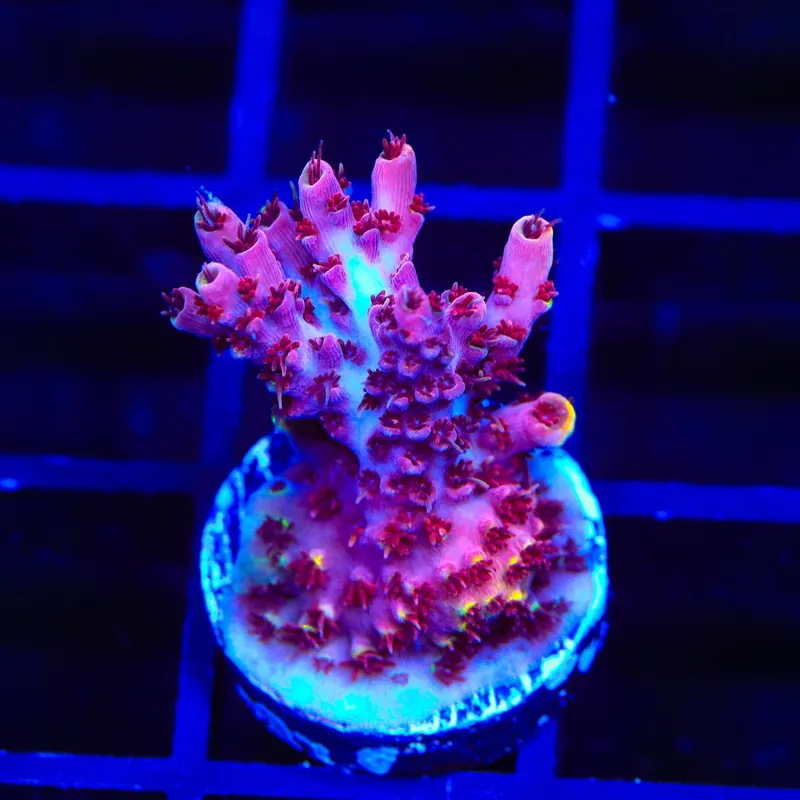 TSA Bo Katan Acropora Coral - TSA Coral