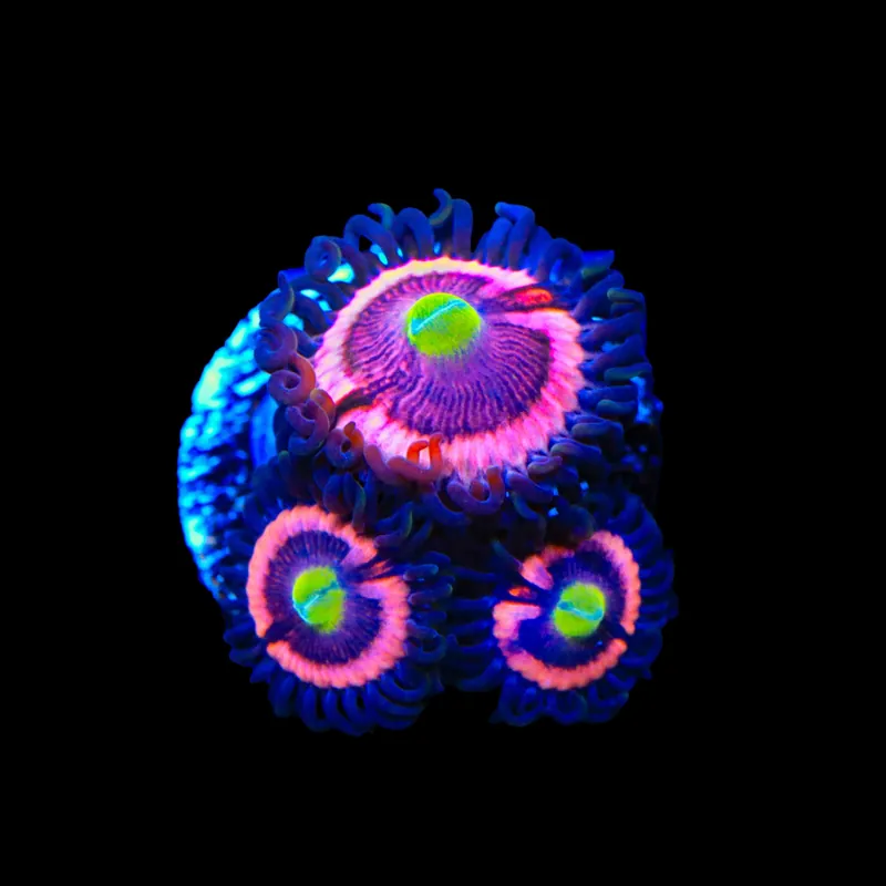 JF Daisy Duke Zoanthids Coral - TSA Coral
