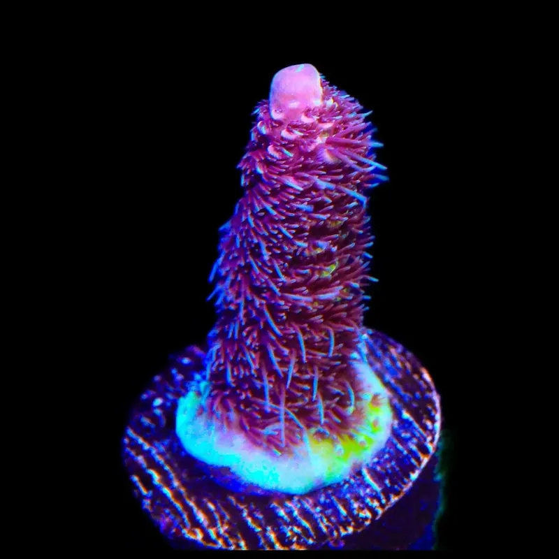 TSA Phantom Millepora Acropora Coral - TSA Coral