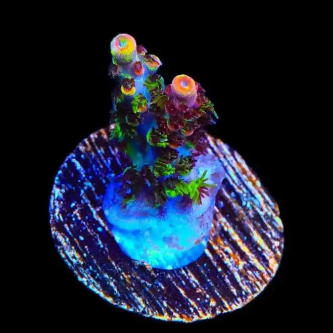 TSA Fruity Splice Acropora Coral - TSA Coral