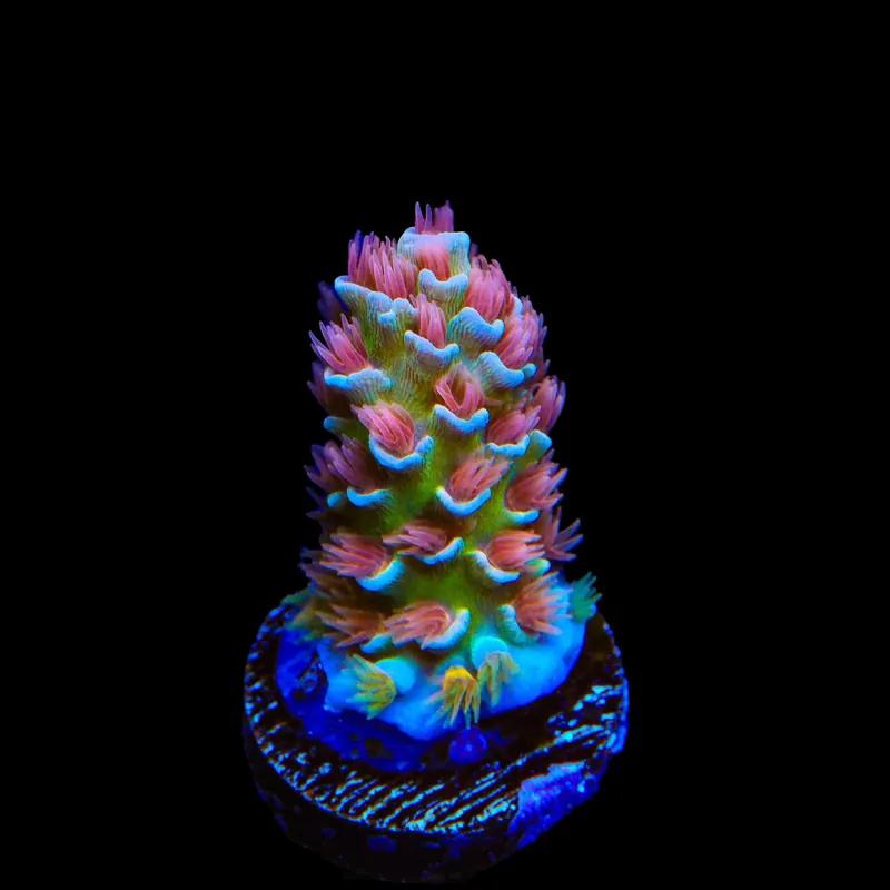 TSA Bubbleyum Tenuis Acropora Corals - TSA Coral