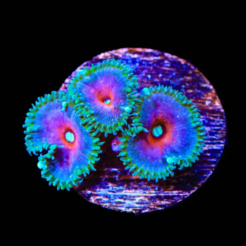 Captain America Palythoa Zoanthids Coral - TSA Coral