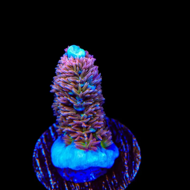 TSA Unity Tenuis Acropora Coral - TSA Coral