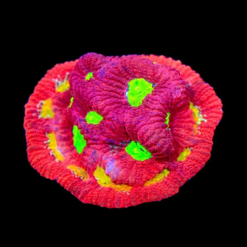 TSA Fire Favia Coral - TSA Coral
