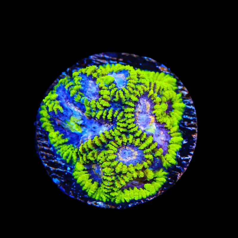 TSA Lunar Favia Coral - TSA Coral