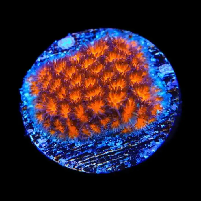 TSA Mayhem Leptastrea Coral - TSA Coral