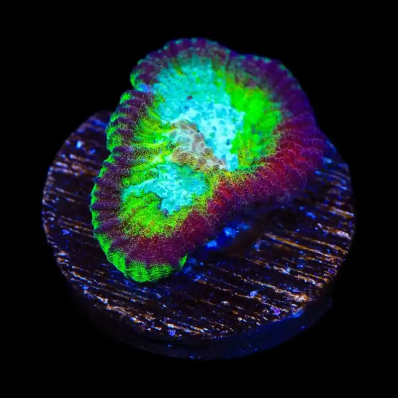 TSA Irish Favia Coral - TSA Coral