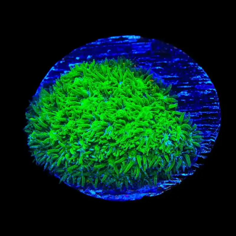 TSA Jade Leptastrea Coral - TSA Coral
