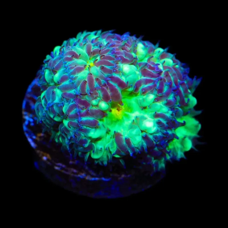 TSA Shamrock Merletti Blastomussa Coral - TSA Coral