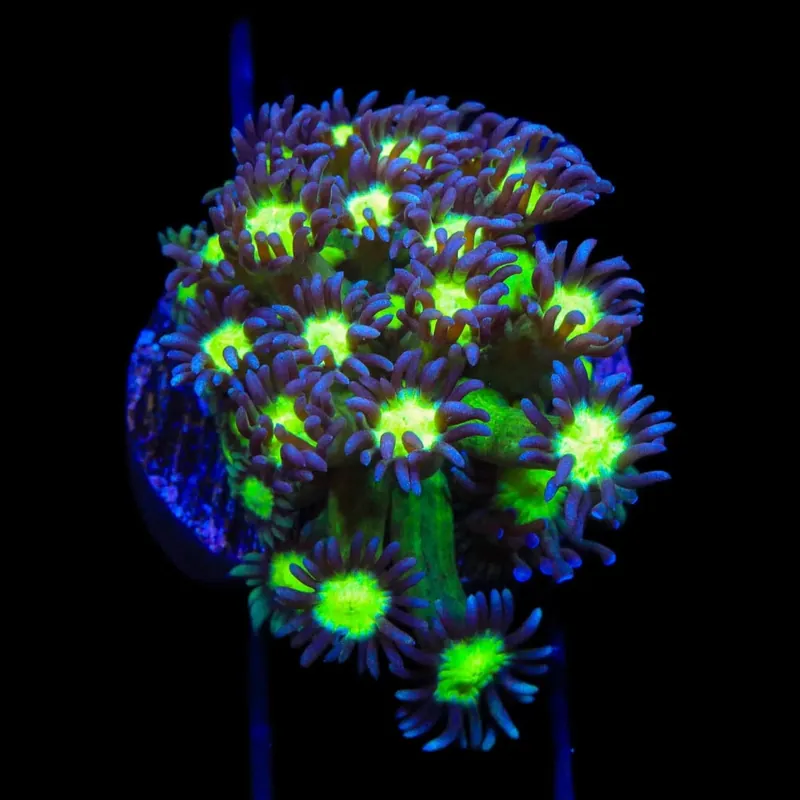 TSA Sparkle Goniopora Coral - TSA Coral