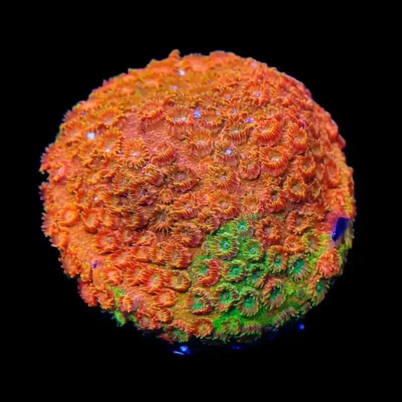 TSA Tropicana Twist Cyphastrea Coral - TSA Coral