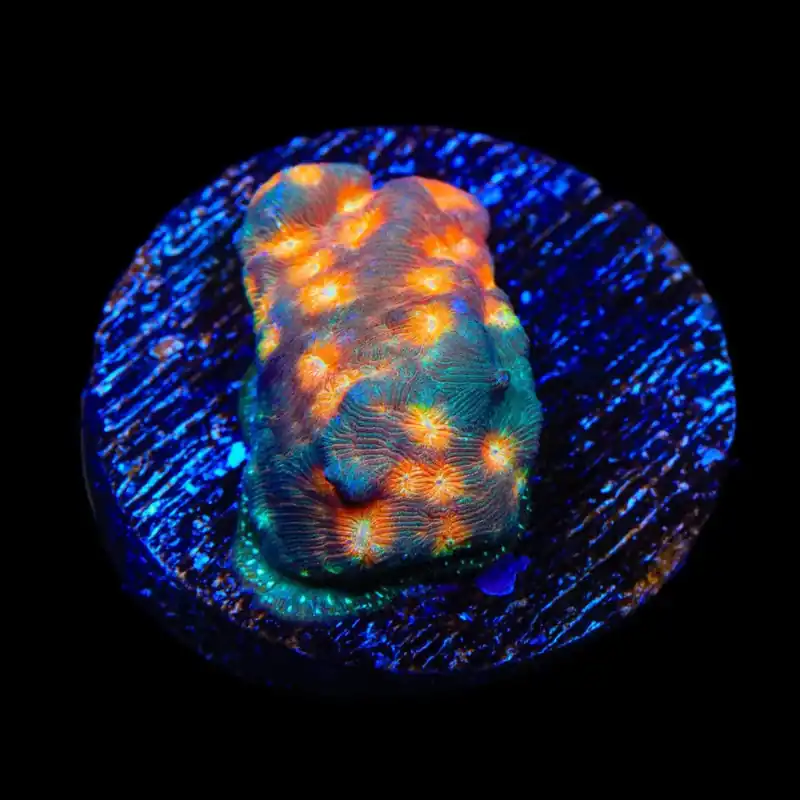 TSA Treasure Island Leptoseris Coral - TSA Coral