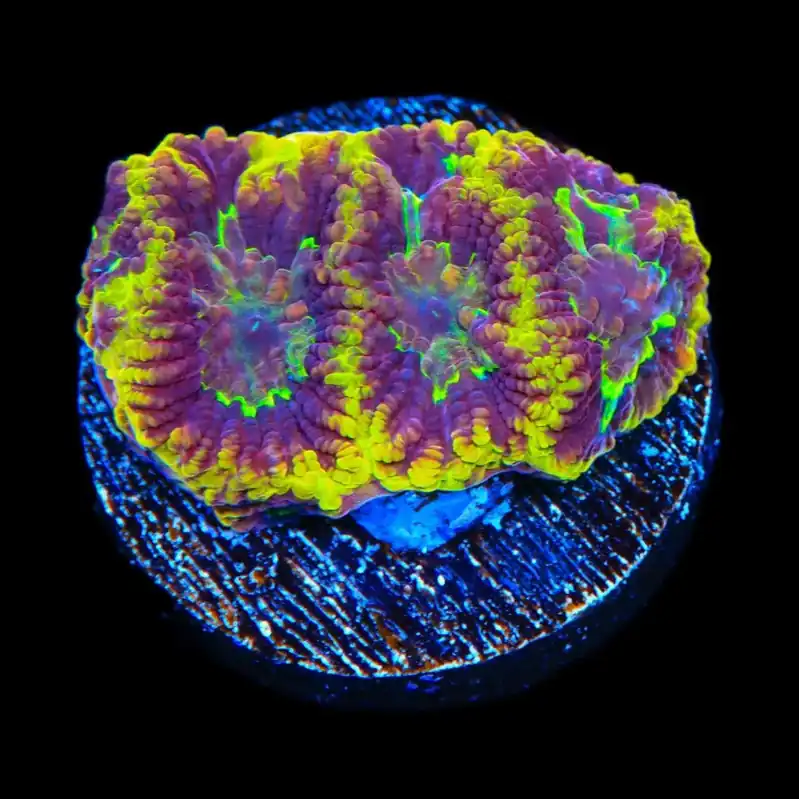 TSA Texas Tornado Favia Coral - TSA Coral