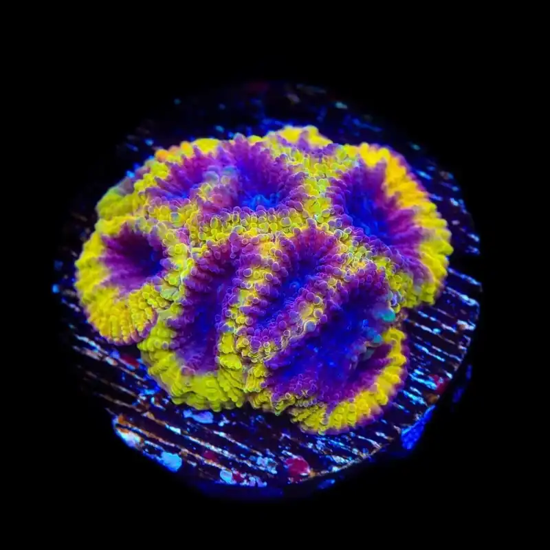 TSA Wolverine Favia Coral - TSA Coral